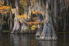 Autumn colors on Caddo Lake, Texas. Worlds largest bald cypress forest. Art Print